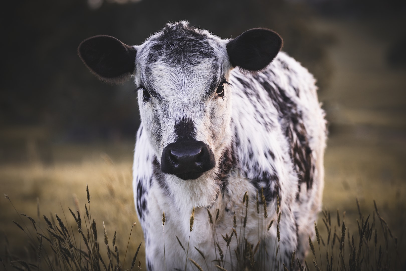 AAA Speckle Park Genetics Stud Livestock Breeder