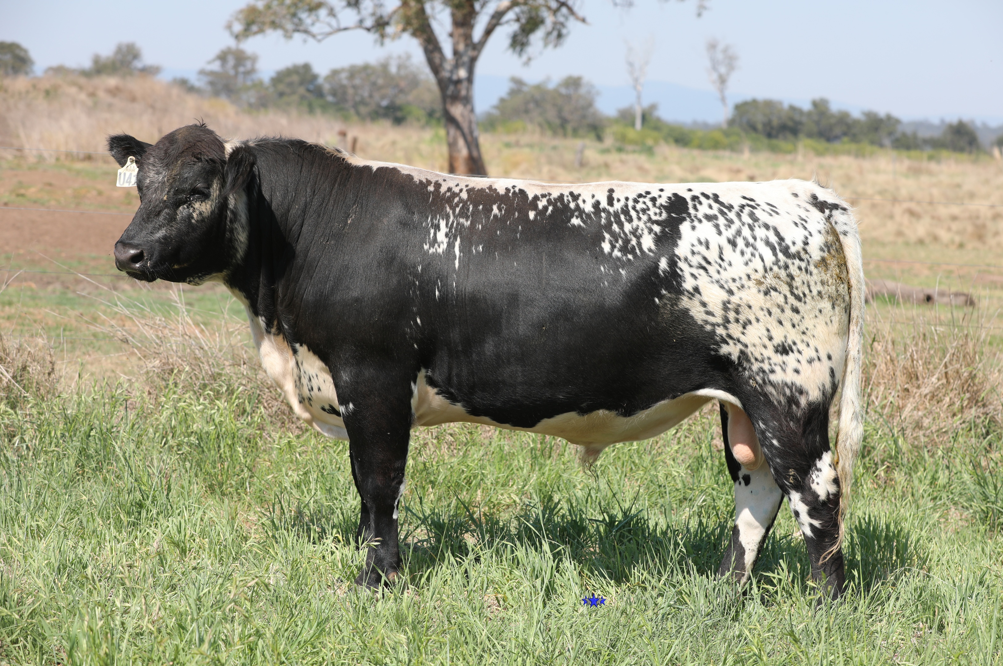 AAA Speckle Park Beef Cattle Stud Livestock Breeder