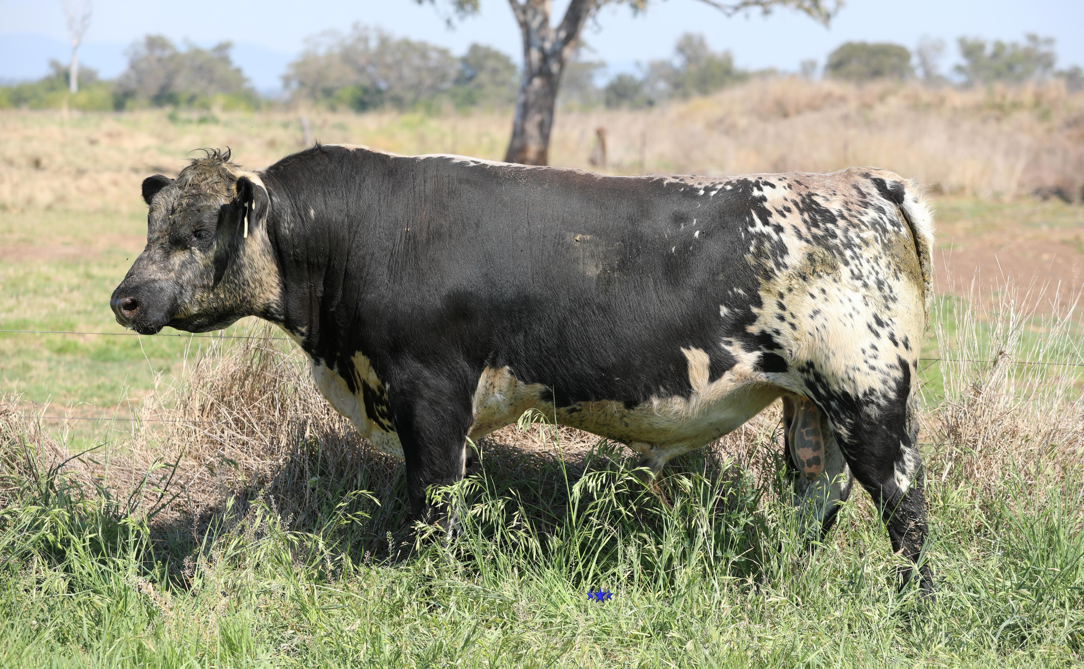 AAA Speckle Park Beef Cattle Stud Livestock Breeder