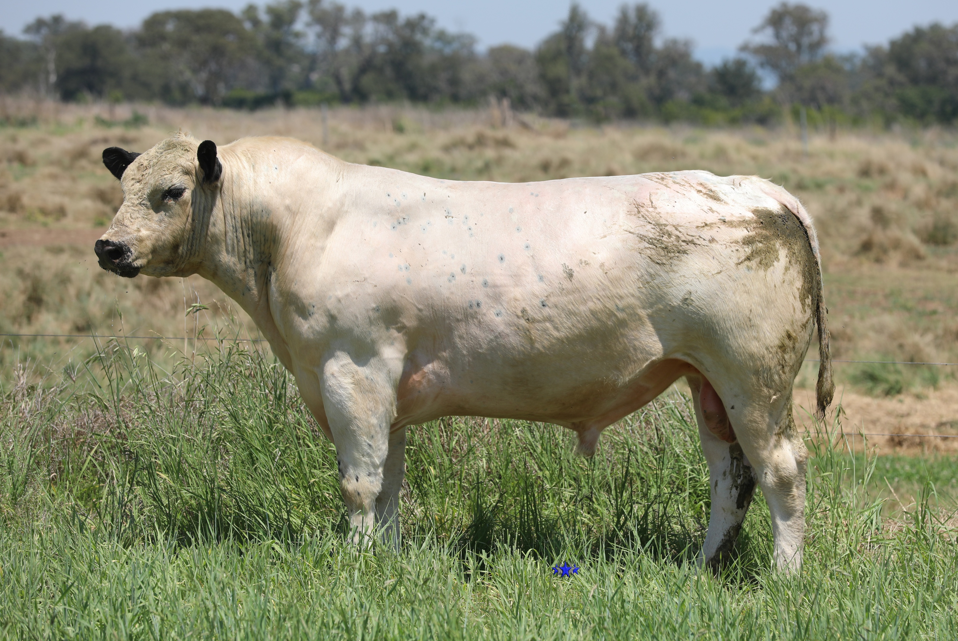 AAA Speckle Park Beef Cattle Stud Livestock Breeder