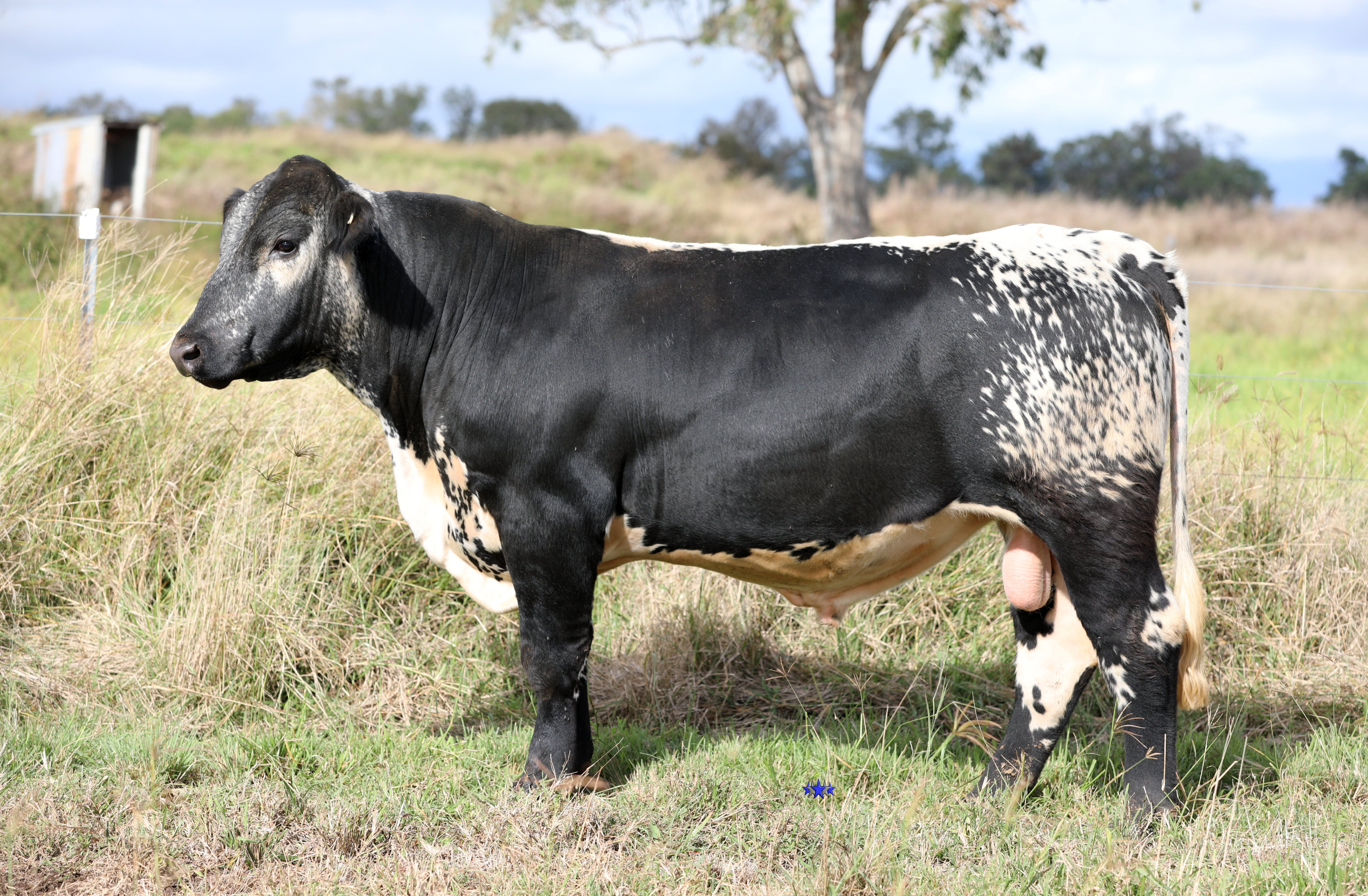 AAA Speckle Park Beef Cattle Stud Livestock Breeder