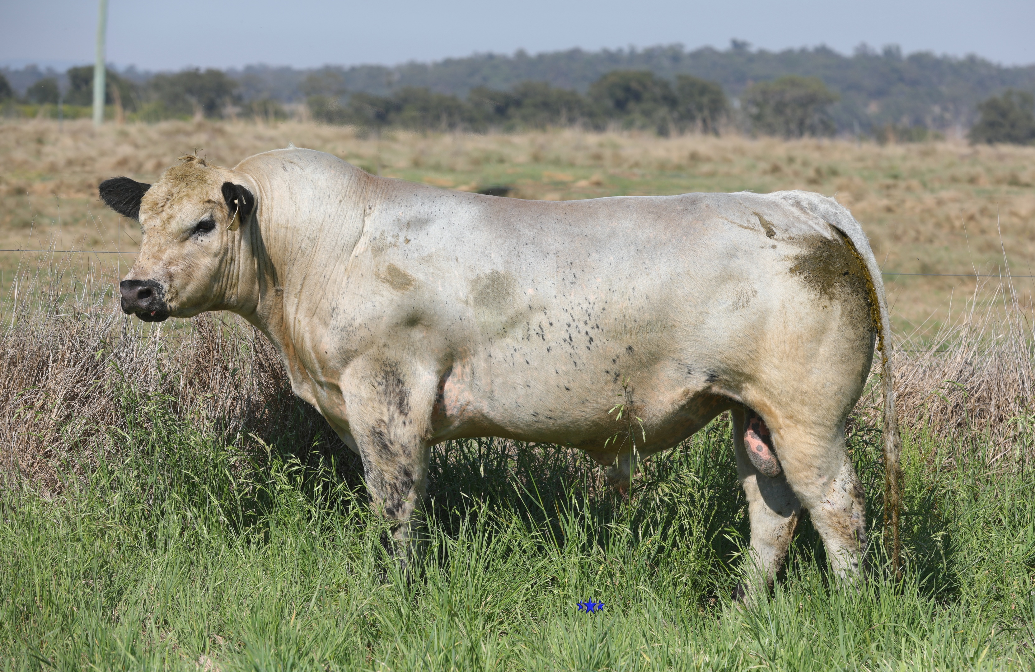 AAA Speckle Park Beef Cattle Stud Livestock Breeder
