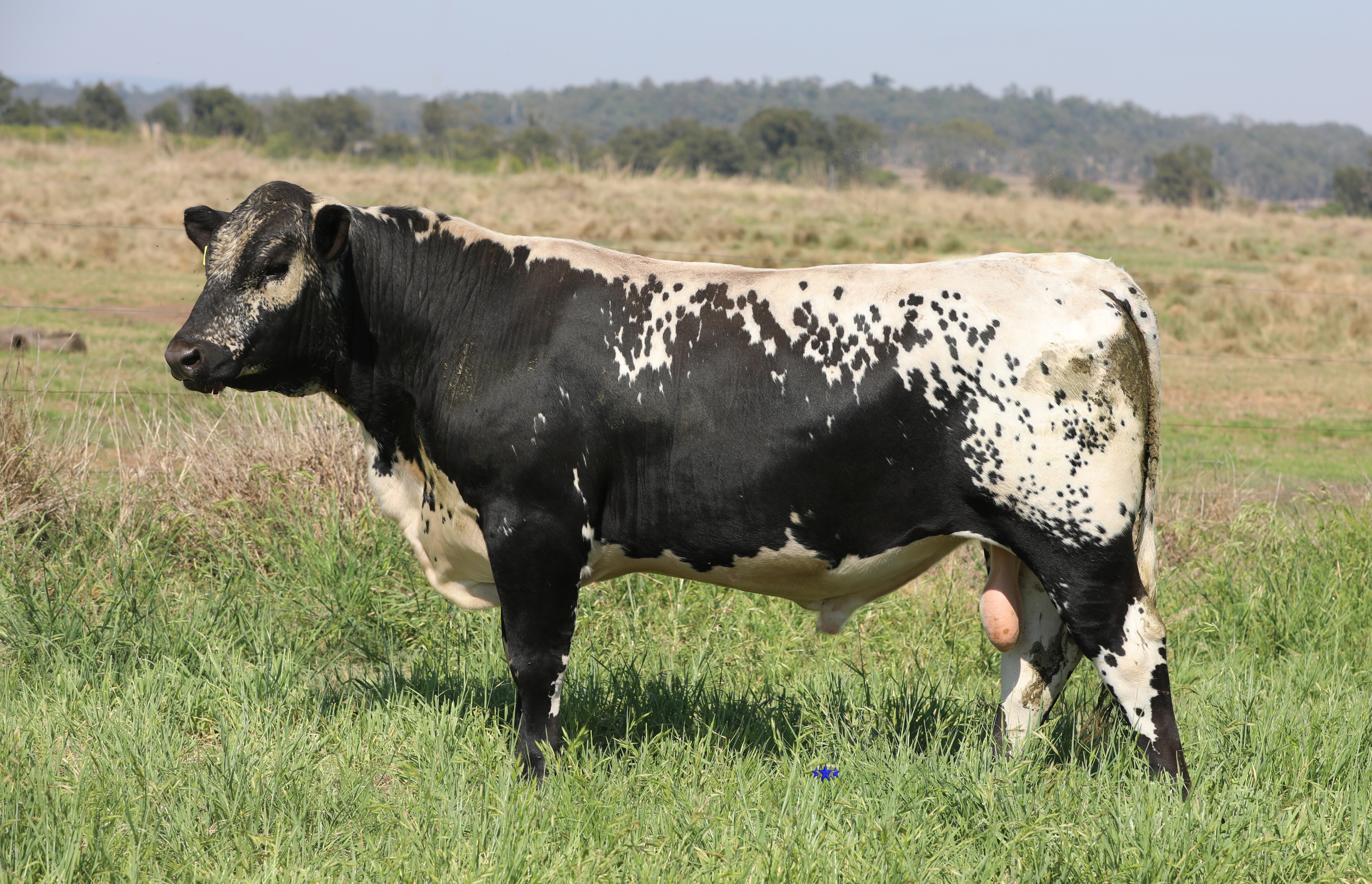 AAA Speckle Park Beef Cattle Stud Livestock Breeder