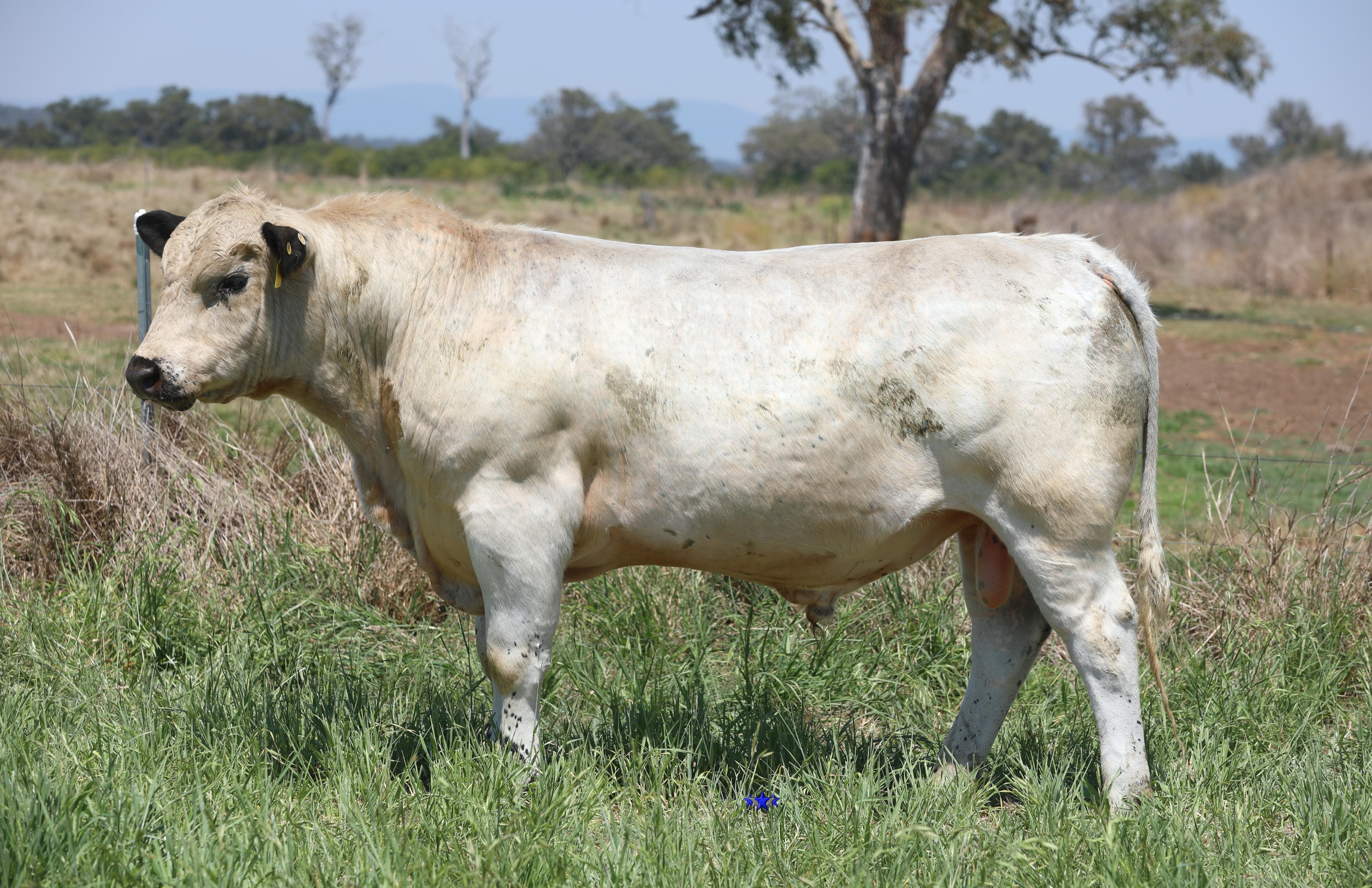 AAA Speckle Park Beef Cattle Stud Livestock Breeder