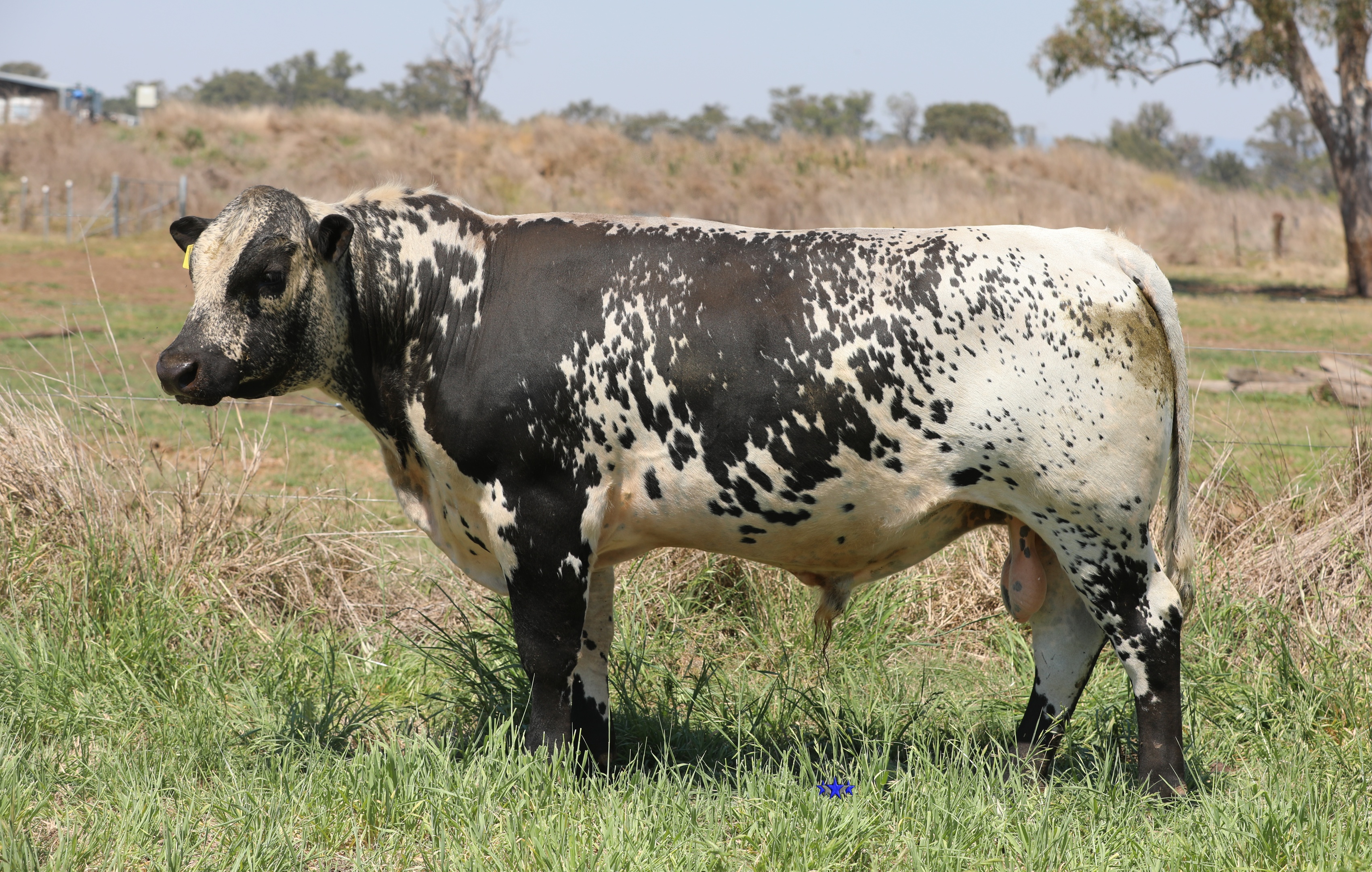 AAA Speckle Park Beef Cattle Stud Livestock Breeder