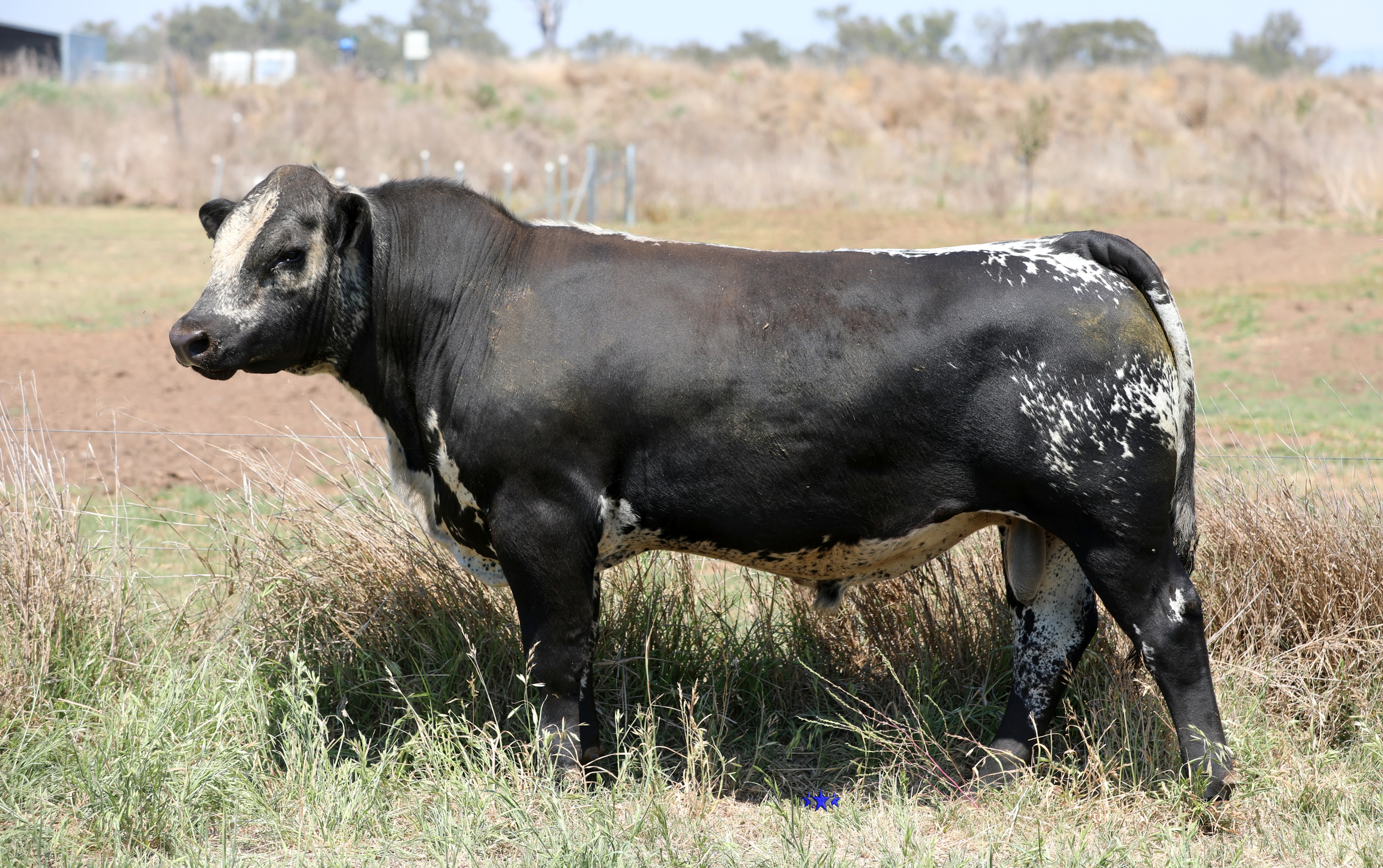 AAA Speckle Park Beef Cattle Stud Livestock Breeder