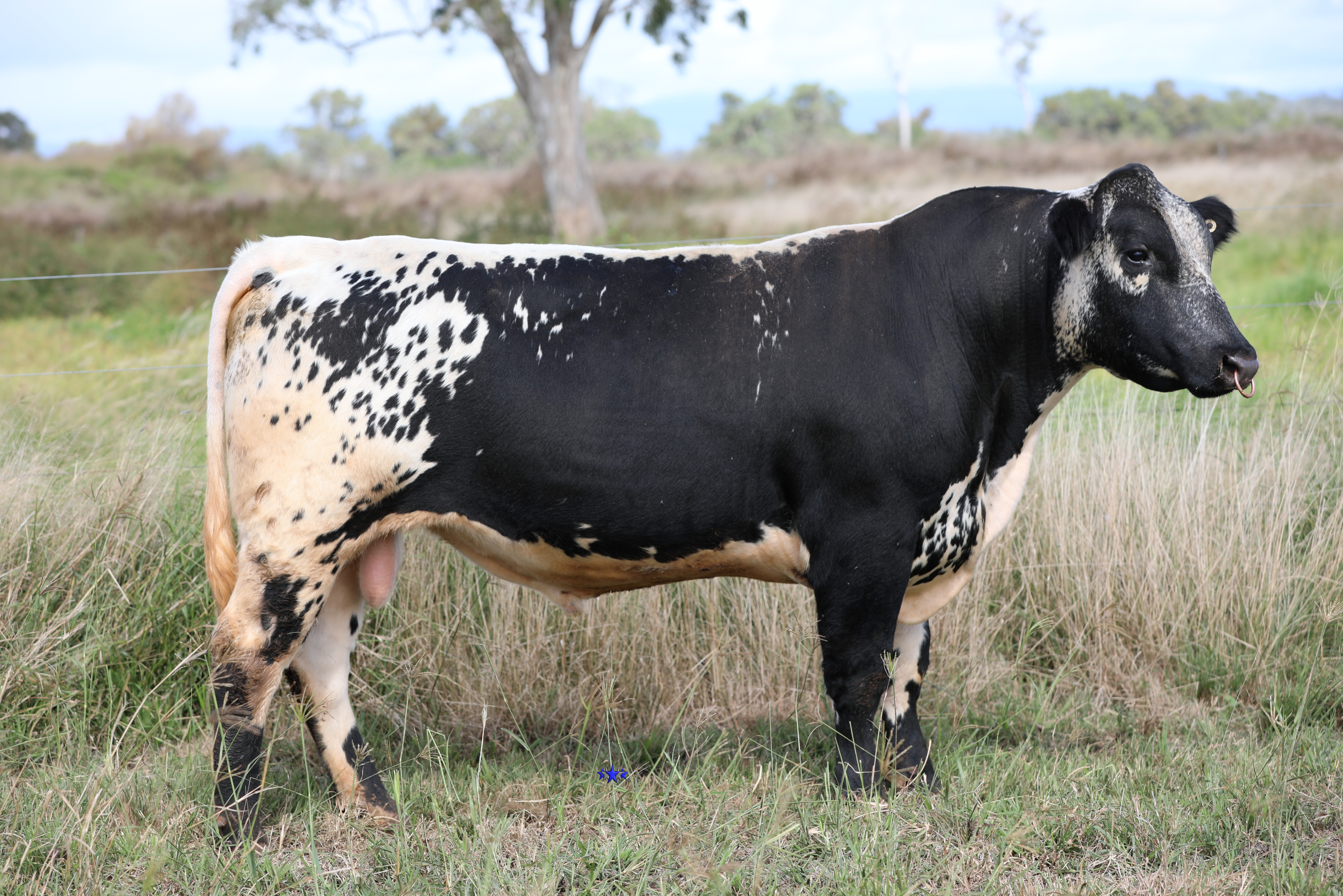 AAA Speckle Park Beef Cattle Stud Livestock Breeder