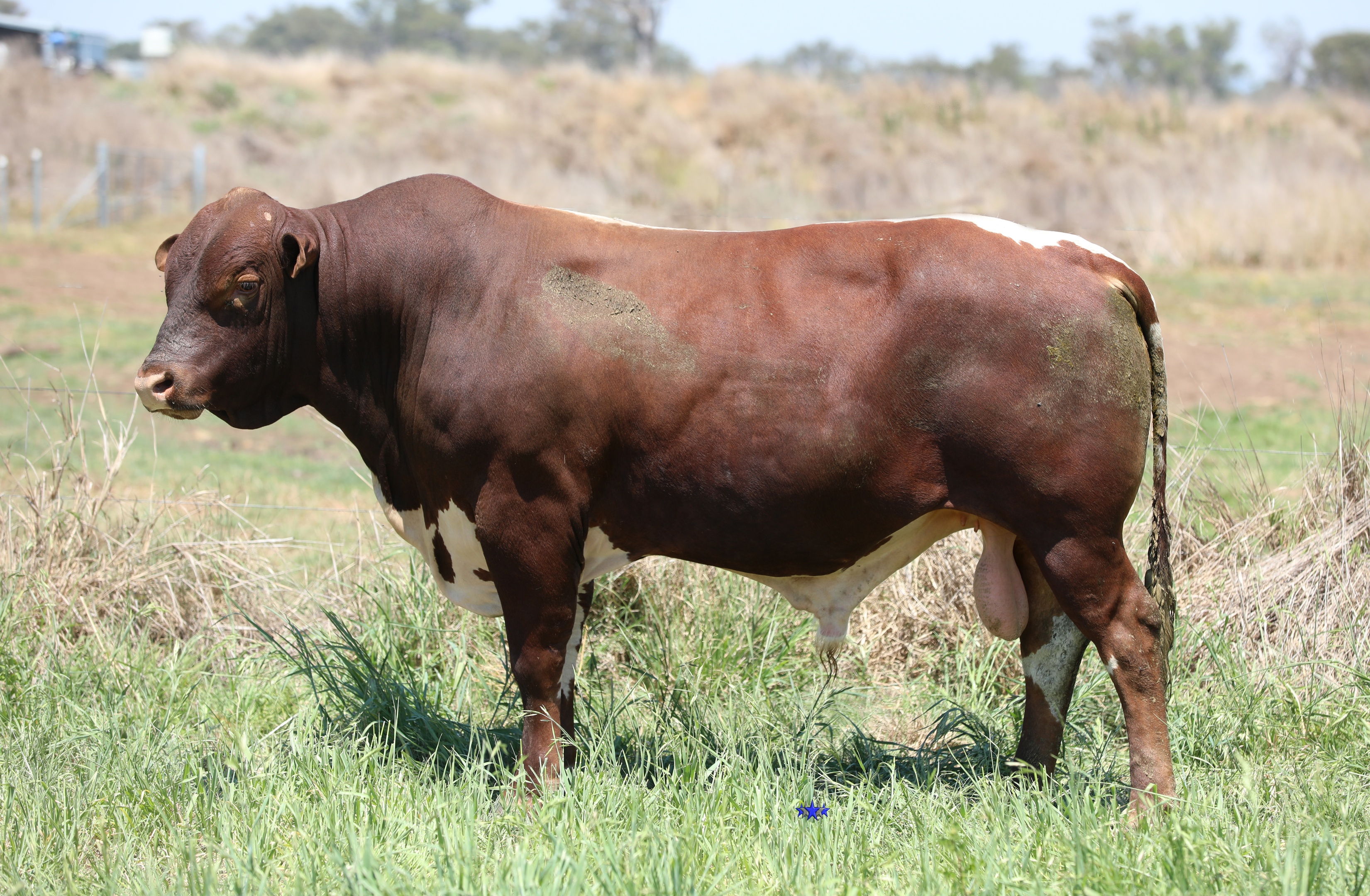 AAA Speckle Park Beef Cattle Stud Livestock Breeder