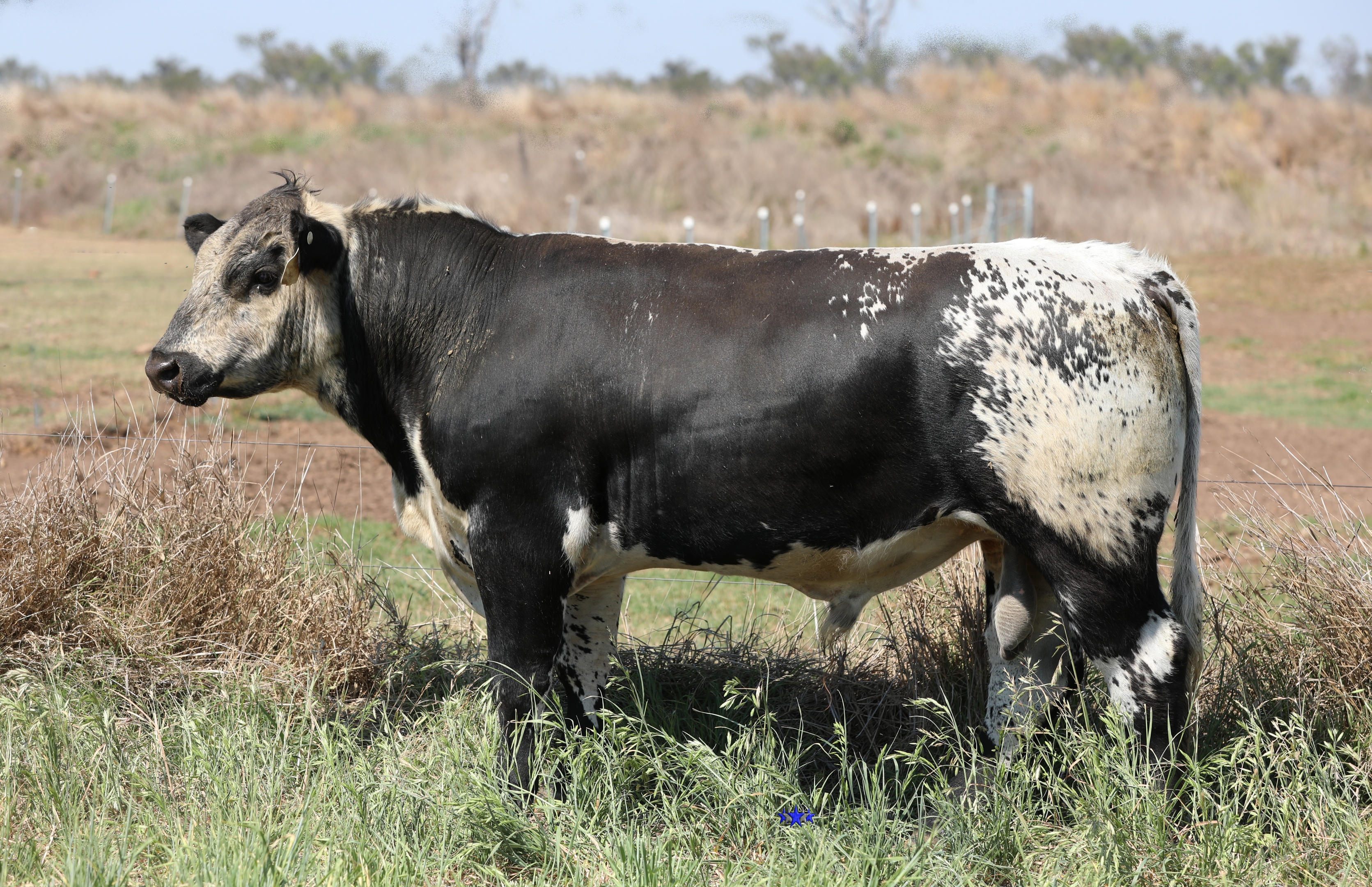 AAA Speckle Park Beef Cattle Stud Livestock Breeder